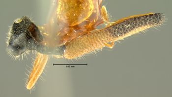 Media type: image;   Entomology 3571 Aspect: habitus dorsal view